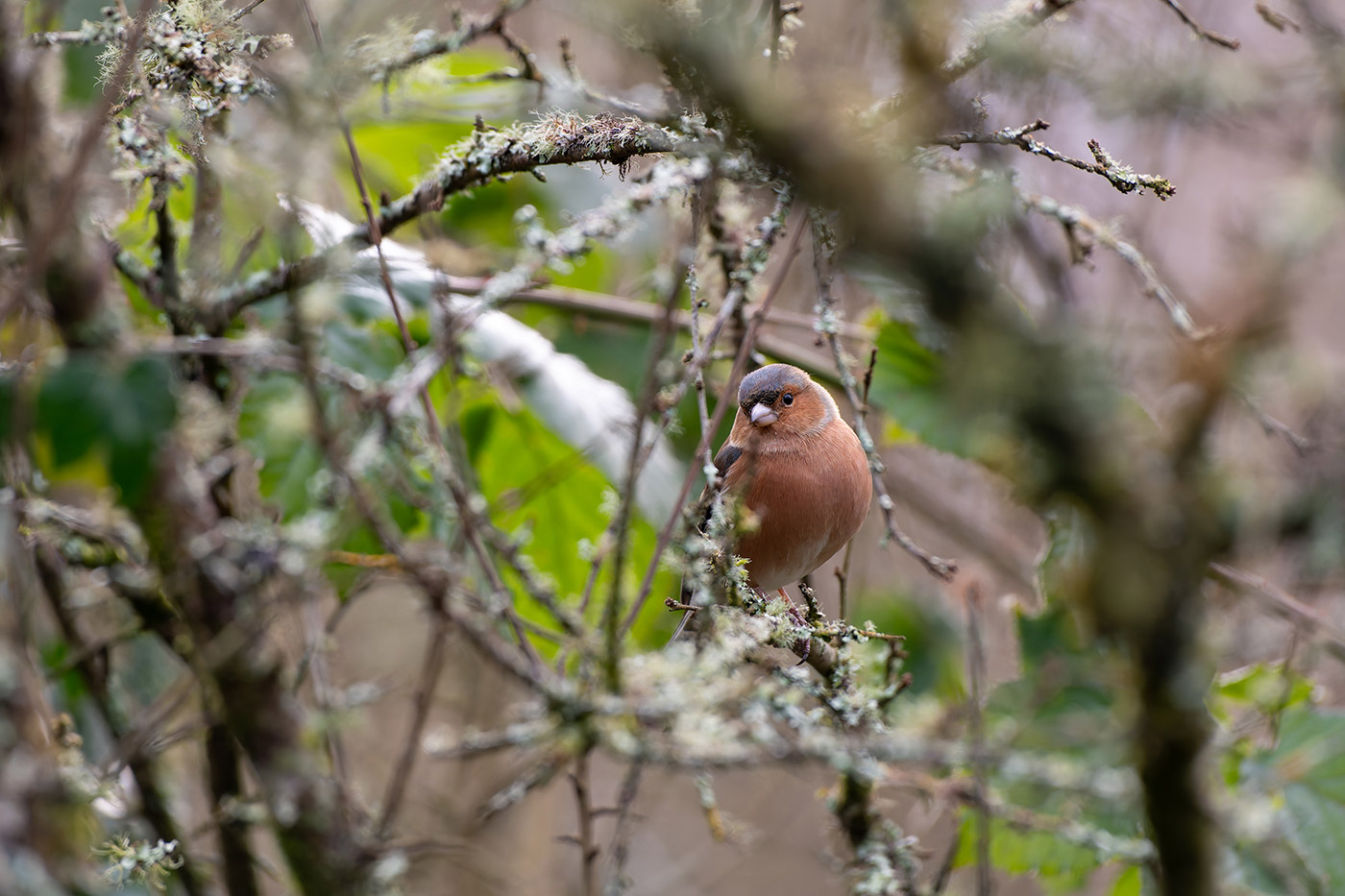 Sample 02 Nikon D850 Chaffinch with Nikon 200-500mm F/5.6E VR F Mount Lens. Camera settings: 1/640 sec. f/6.3. ISO 2500 (right click to open larger)