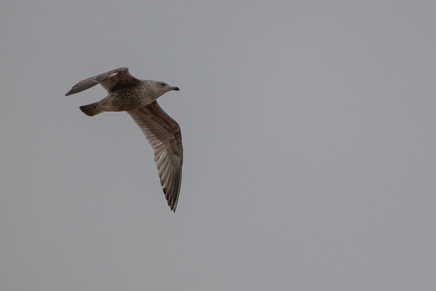 Sample 03 Nikon D850 Seagull in flight with Nikon 200-500mm F/5.6E VR F Mount Lens. Camera settings: 1/2000 sec. f/5.6. ISO 320