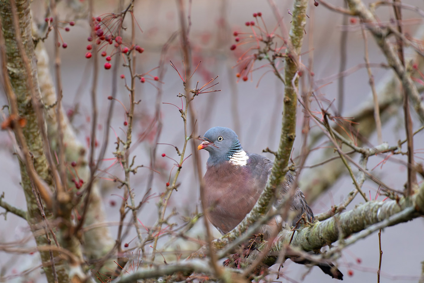 Sample 06 Nikon D850 Wood Pigeon with Nikon 200-500mm F/5.6E VR F Mount Lens. Camera settings: 1/500 sec. f/5.6. ISO 4000