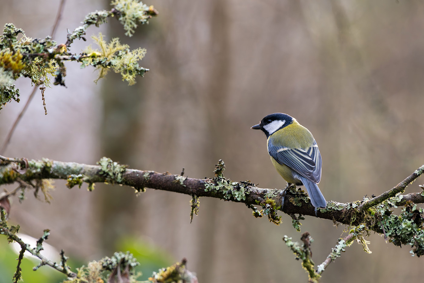 Sample 07 Nikon D850 Great tit with Nikon 200-500mm F/5.6E VR F Mount Lens. Camera settings: 1/640 sec. f/6.3. ISO 4000