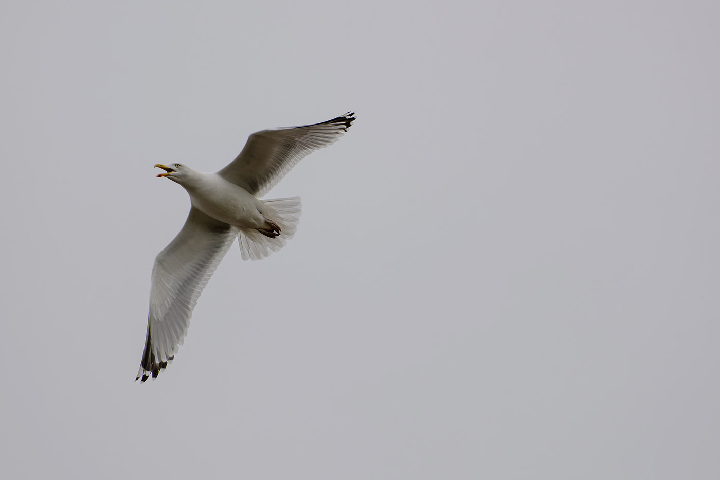 Sample 08 Nikon D850 Seagull II in flight with Nikon 200-500mm F/5.6E VR F Mount Lens. Camera settings: 1/1600 sec. f/5.6. ISO 250