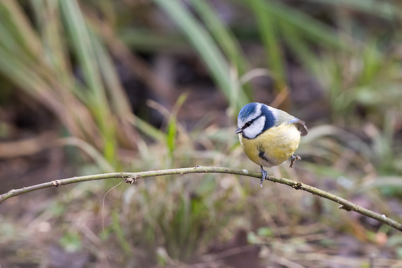 Sample 09 Nikon D850 Blue tit stomp with Nikon 200-500mm F/5.6E VR F Mount Lens. Camera settings: 1/1000 sec. f/6.3. ISO 10000