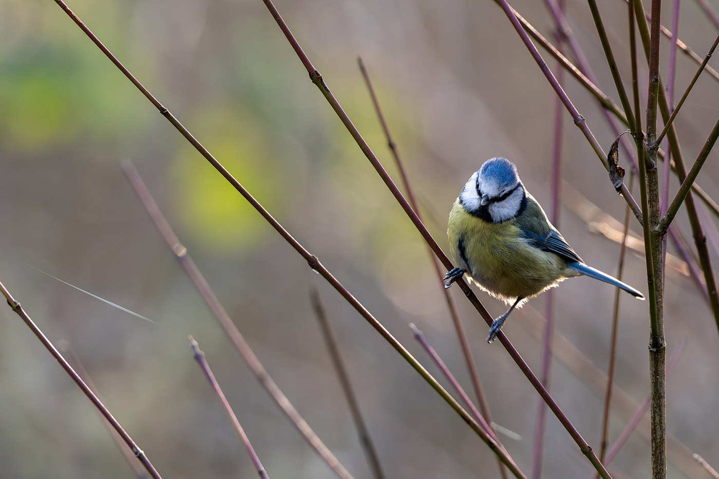 Sample 10 Nikon D850 Blue titanium in the bush with Nikon 200-500mm F/5.6E VR F Mount Lens. Camera settings: 1/1000 sec. f/6.3. ISO 4000