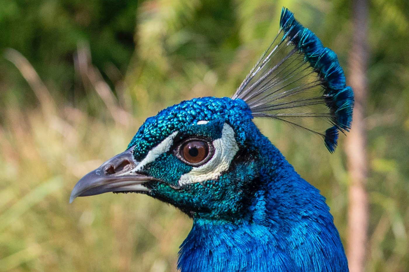 100% crop showing great detail and sharpness from previous image