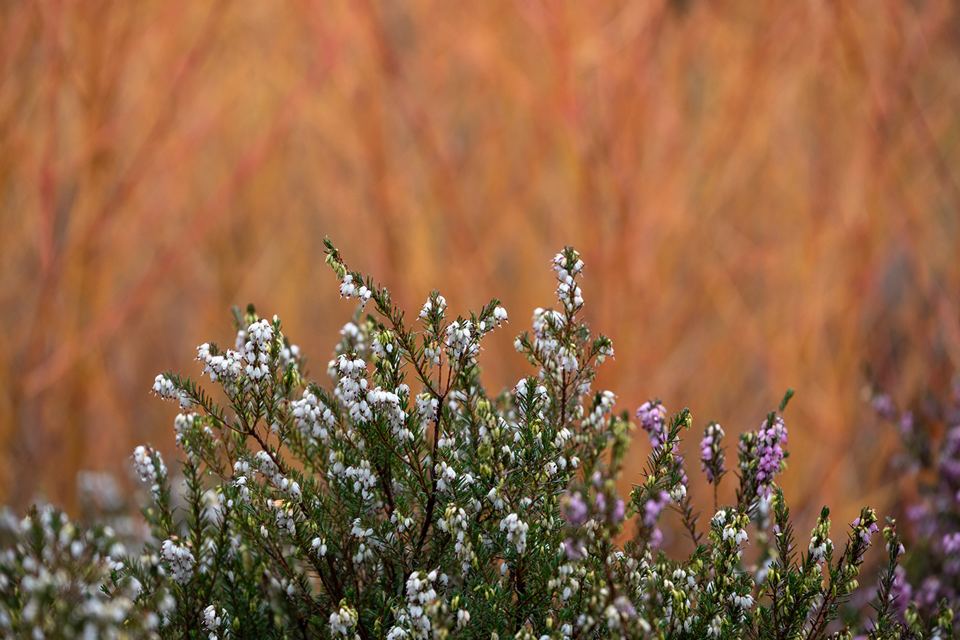 Sample 02 Z 24-200 mm f/4-6.3 VR @200mm with Nikon Z5. Camera settings: 1/200 sec. f/6.3. ISO 400