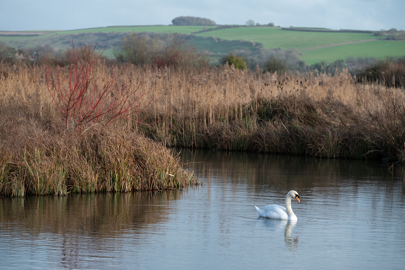 Sample 03 Z 24-200 mm f/4-6.3 VR @140mm with Nikon Z5. Camera settings: 1/400 sec. f/6.3. ISO 200
