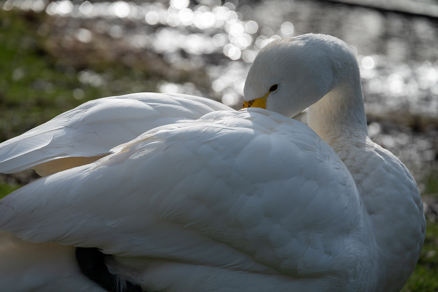 Sample 06 Z 24-200 mm f/4-6.3 VR @200mm with Nikon Z5. Camera settings: 1/400 sec. f/8. ISO 100