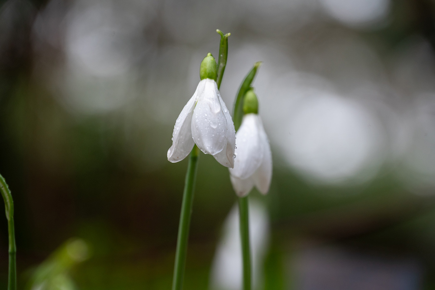 Sample 07 Z 24-200 mm f/4-6.3 VR @170mm with Nikon Z5. Camera settings: 1/200 sec. f/6.3. ISO 560