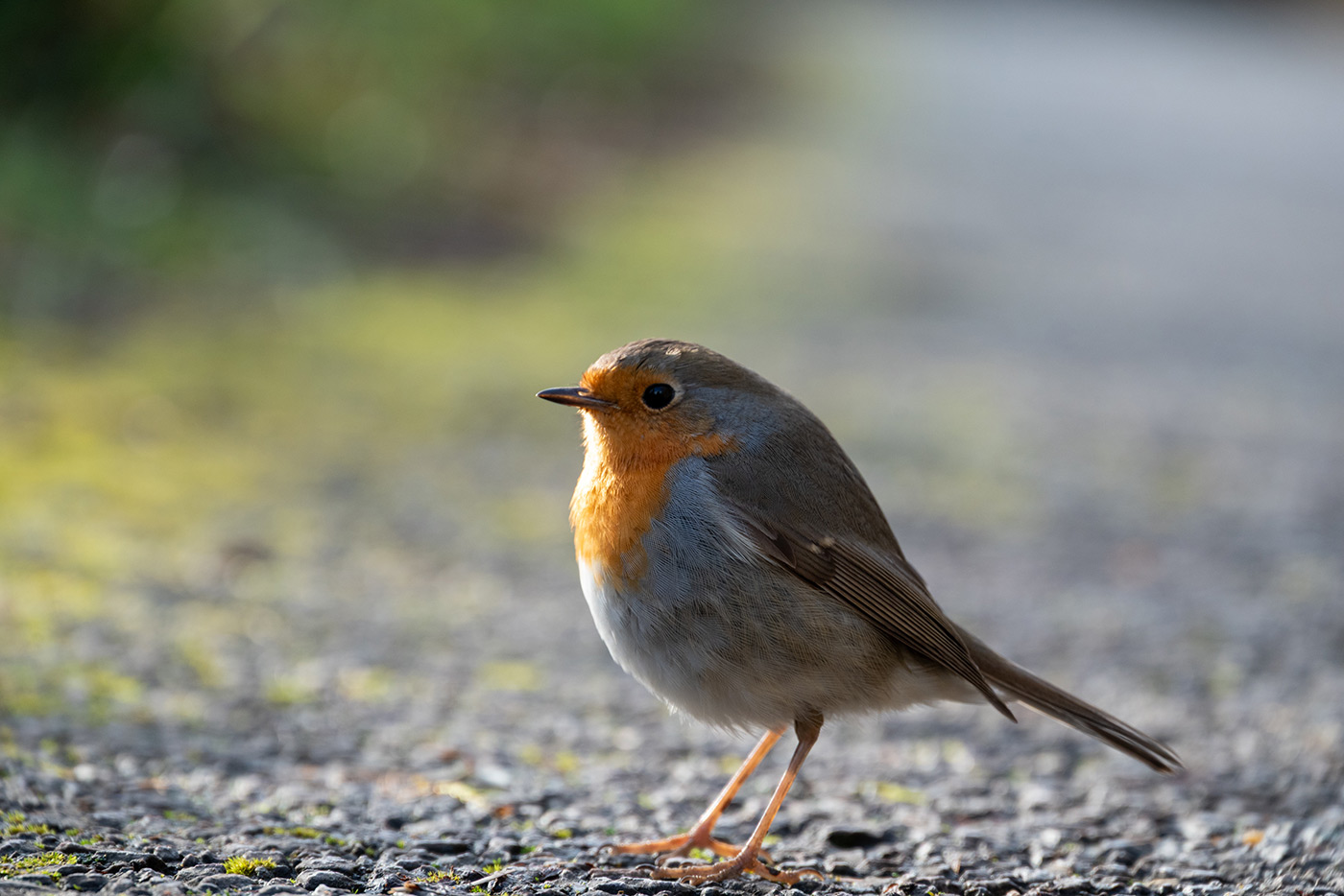 Sample 08 Z 24-200 mm f/4-6.3 VR @155mm with Nikon Z5. Camera settings: 1/400 sec. f/6.3. ISO 800