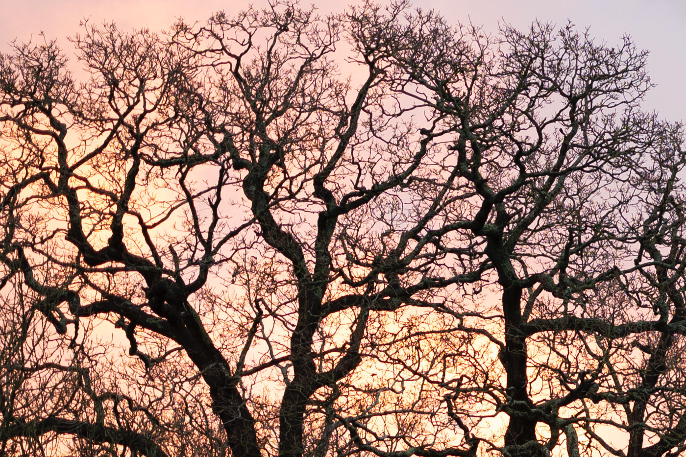 100% crop showing well controlled fringing from previous image