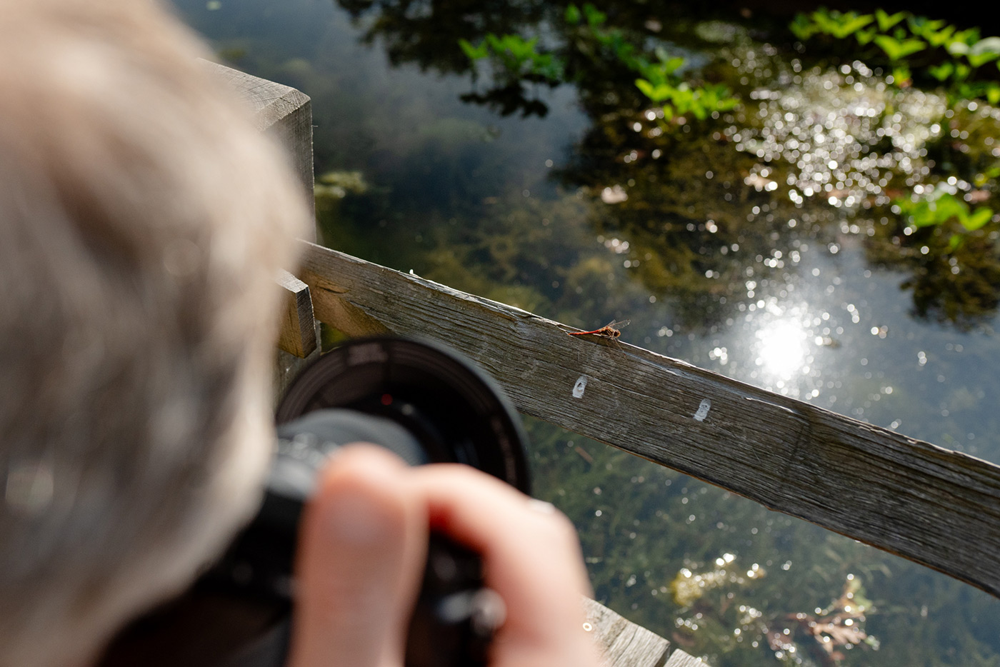 Capturing photos of dragonflies with the Sony A6000 camera