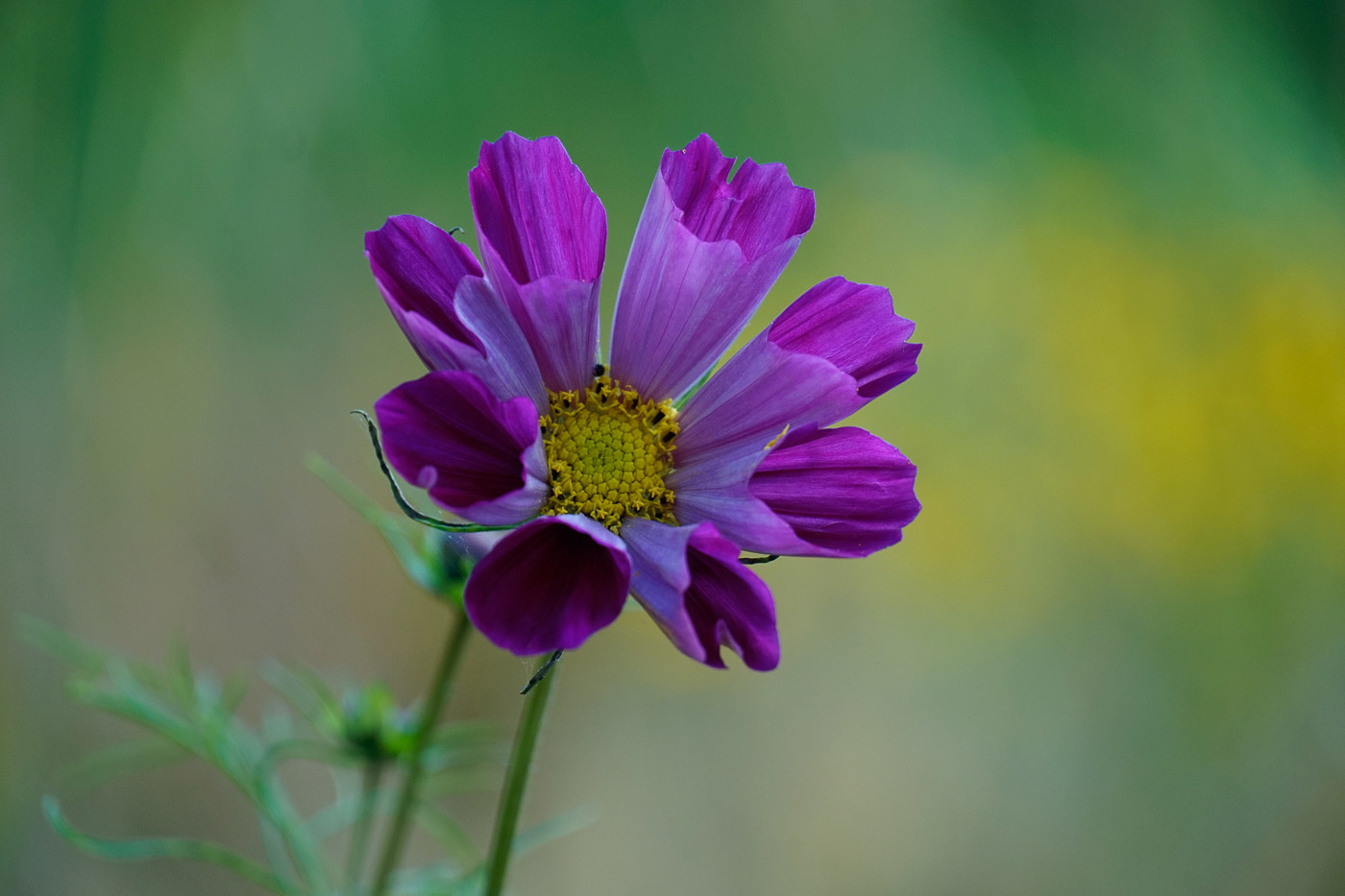 Sample image 01 flower. Captured with E 18-135mm f/3.5-5.6 OSS lens at 135mm. Camera settings: 1/320 sec. f/5.6. ISO 500.