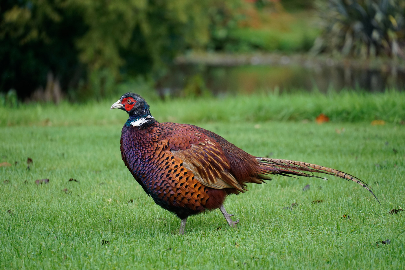 Sample image 04 pheasant. Captured with E 18-135mm f/3.5-5.6 OSS lens at 135mm. Camera settings: 1/250 sec. f/5.6. ISO 640.