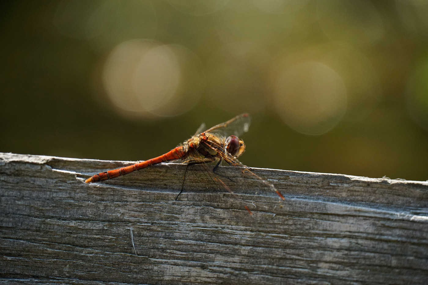 Sample image 06 dragonfly. Captured with E 18-135mm f/3.5-5.6 OSS lens at 135mm. Camera settings: 1/640 sec. f/5.6. ISO 1000.