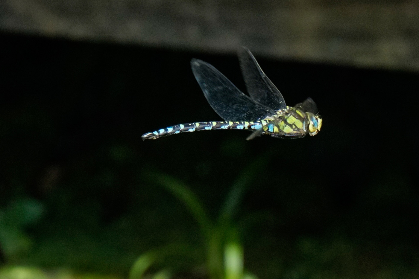 Sample image 07 dragonfly flight (Cropped). Captured with E 18-135mm f/3.5-5.6 OSS lens at 135mm. Camera settings: 1/1000 sec. f/5.6. ISO 800.