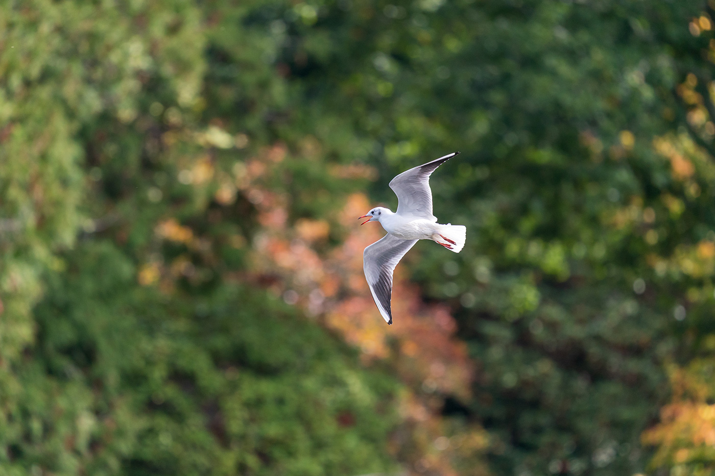 Sample 01 Black-headed gull in flight against autumn woodland at 452mm. Settings: 1/1000 sec. f/6.3. ISO 1000