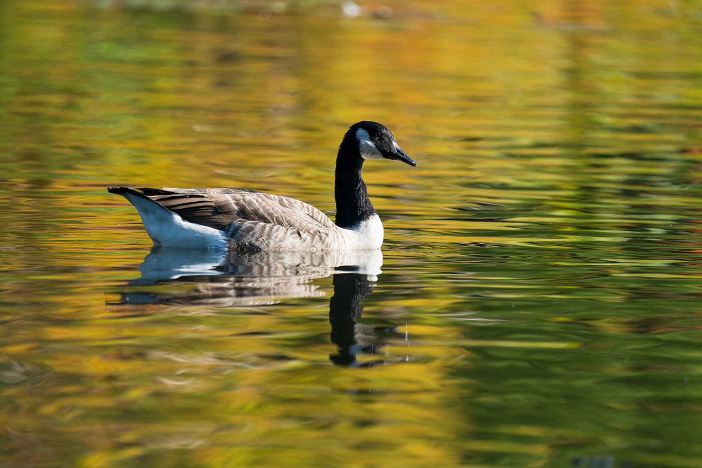 Sample 02 Canada goose in golden reflections at 600mm. Settings: 1/1000 sec. f/6.3. ISO 800