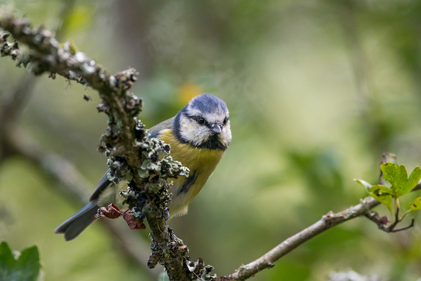Sample 03 Blue tit perched among lichen-covered branches at 600mm. Settings: 1/1000 sec. f/8. ISO 5000