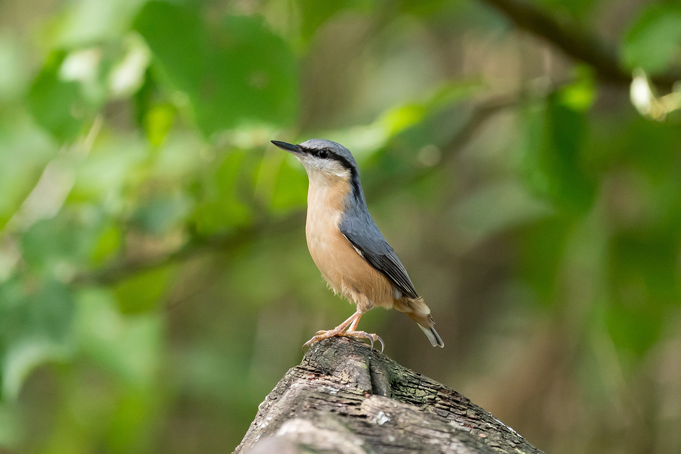 Sample 04 Nuthatch perched on a fallen tree at 600mm. Settings: 1/500 sec. f/6.3. ISO 3200