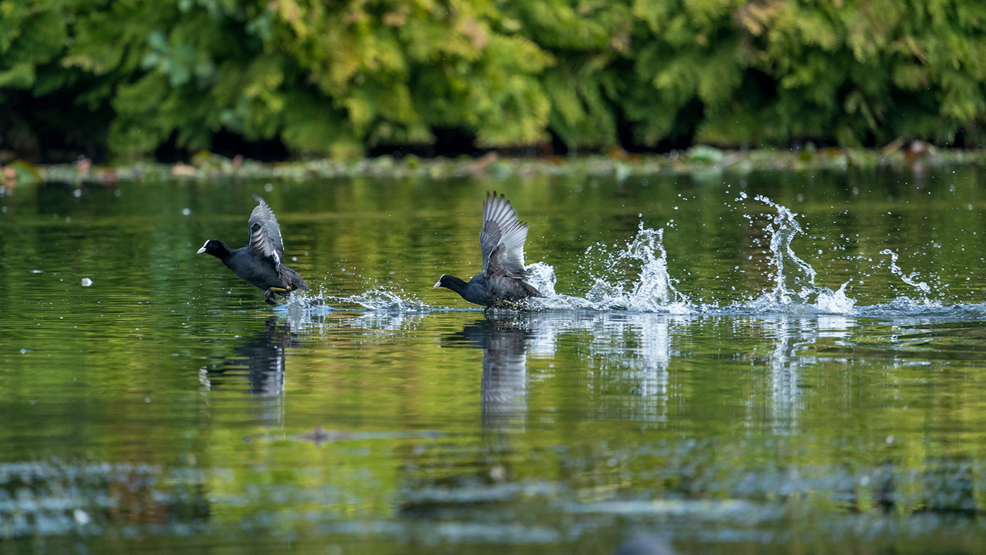 Sample 05 Coots chasing, with splashes frozen mid-air at 600mm. Settings: 1/1000 sec. f/6.3. ISO 1600