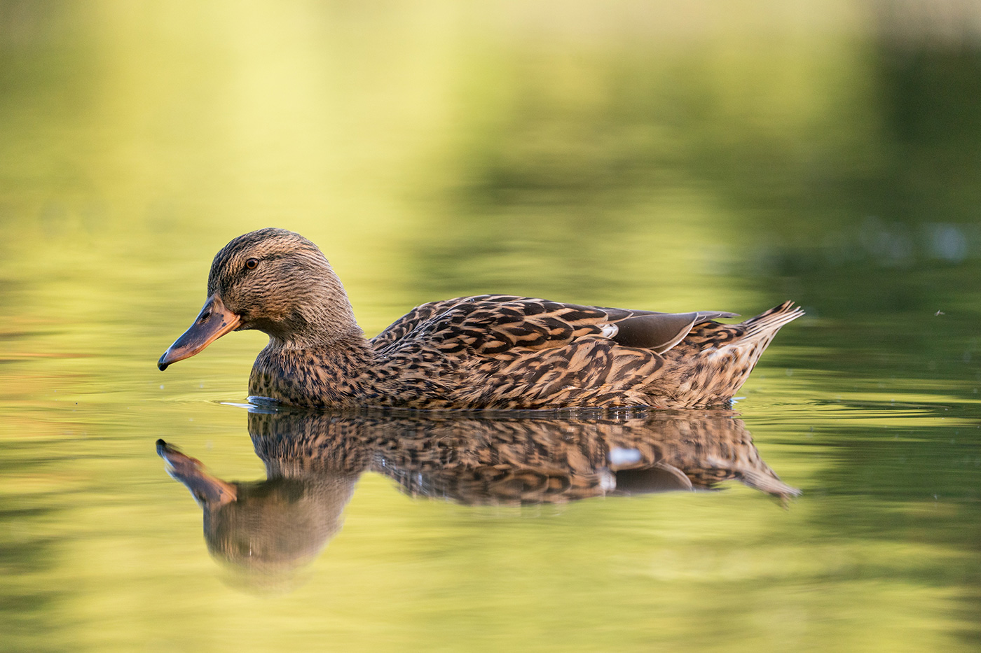 Sample 06 Female mallard fine feather detail and autumn tones at 500mm. Settings: 1/1000 sec. f/6.3. ISO 2500