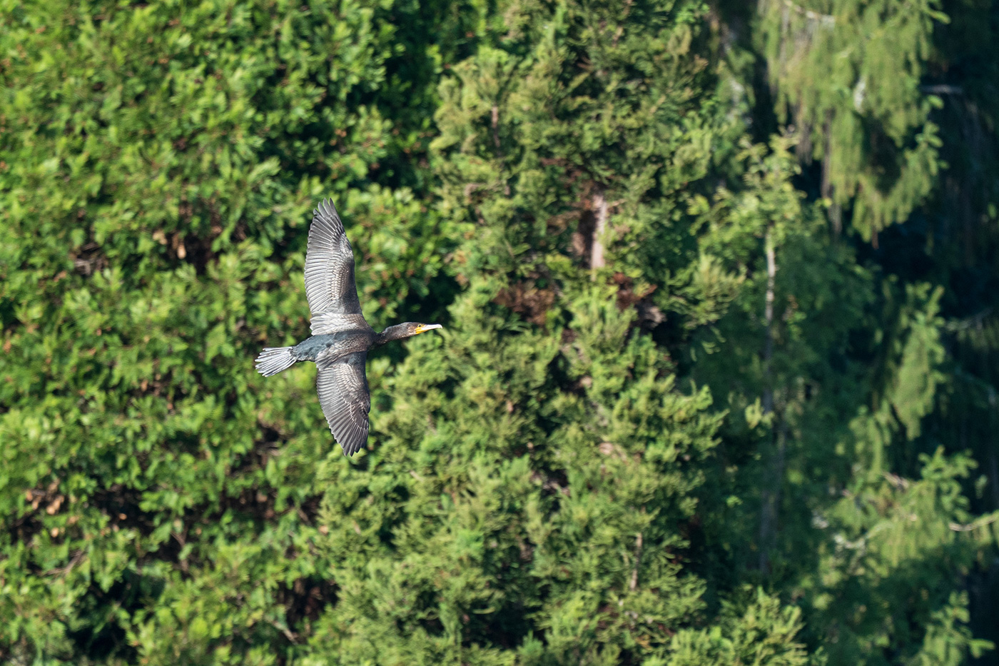 Sample 07 Cormorant in flight against a busy background at 500mm. Settings: 1/1000 sec. f/6.3. ISO 800