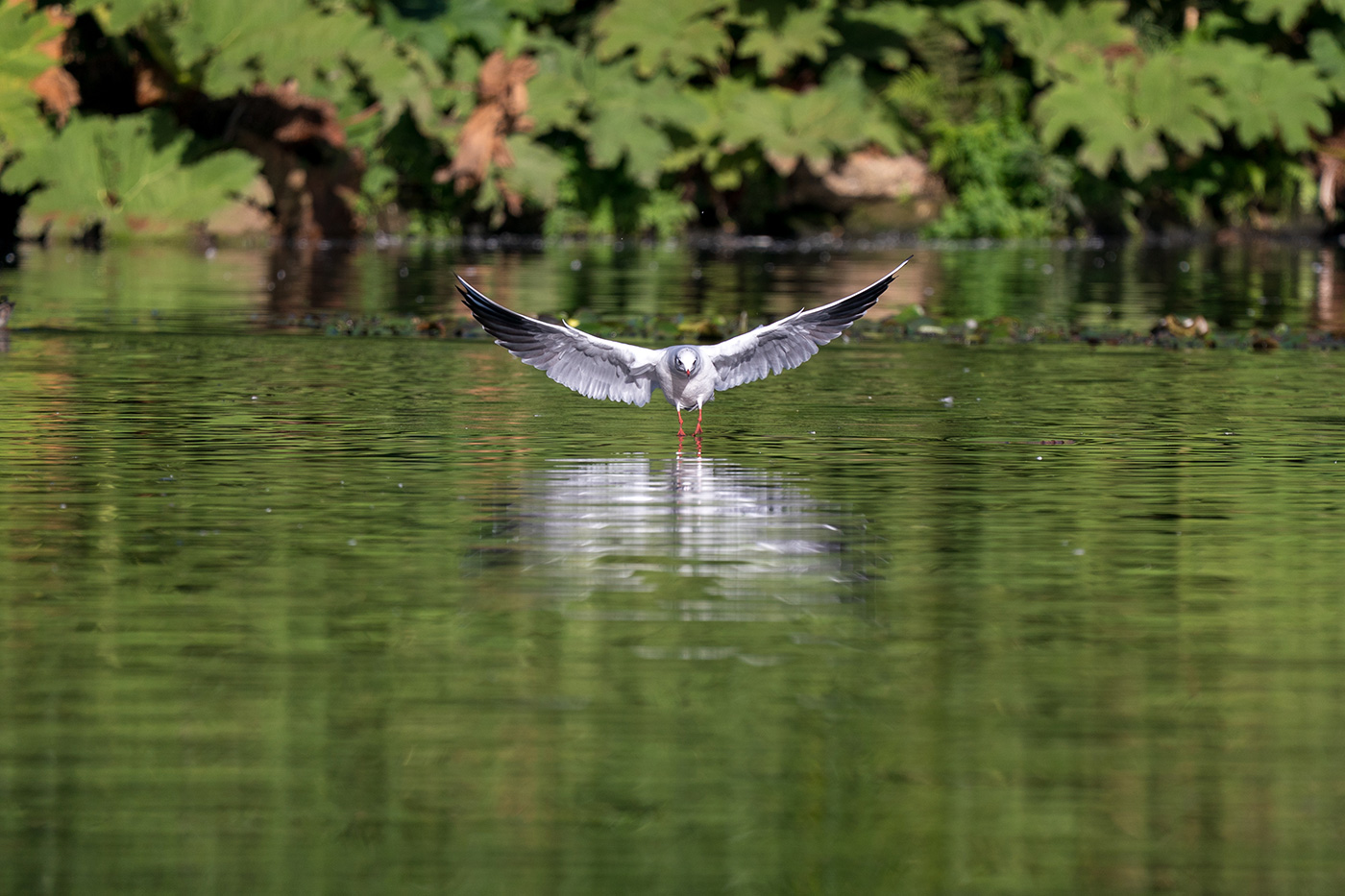 Sample 08 Black-headed gull approaching head-on, wings spread above the water at 500mm. Settings: 1/1000 sec. f/6.3. ISO 250