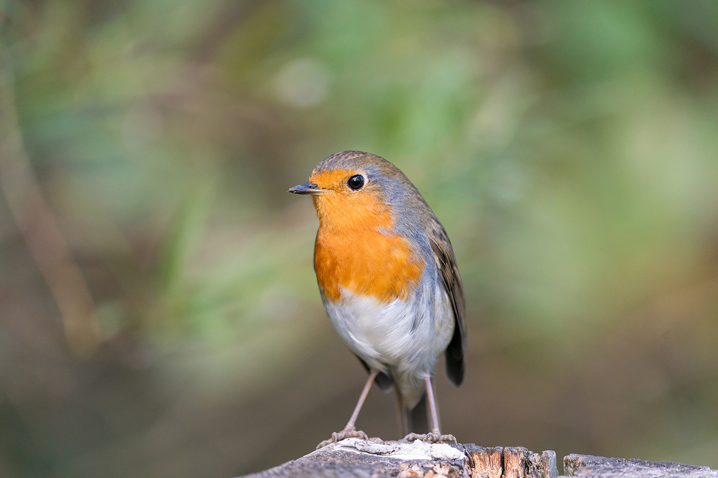 Sample 09 Robin showing fine feather detail at 518mm. Settings: 1/1000 sec. f/6.3. ISO 2000