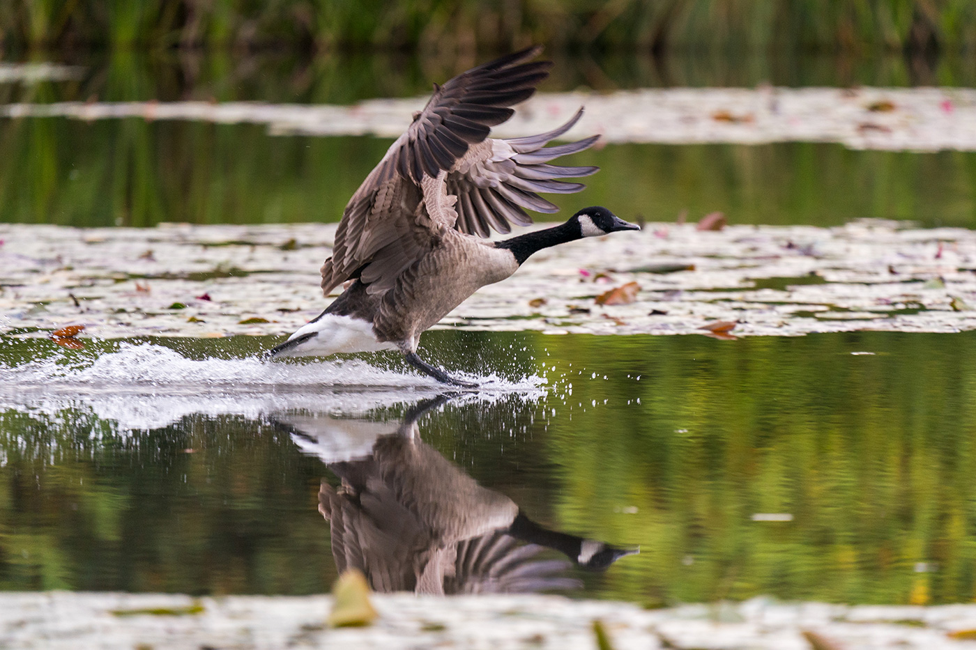 Sample 10 Canada goose skimming the water, wings raised at 600mm. Settings: 1/1000 sec. f/6.3. ISO 2000