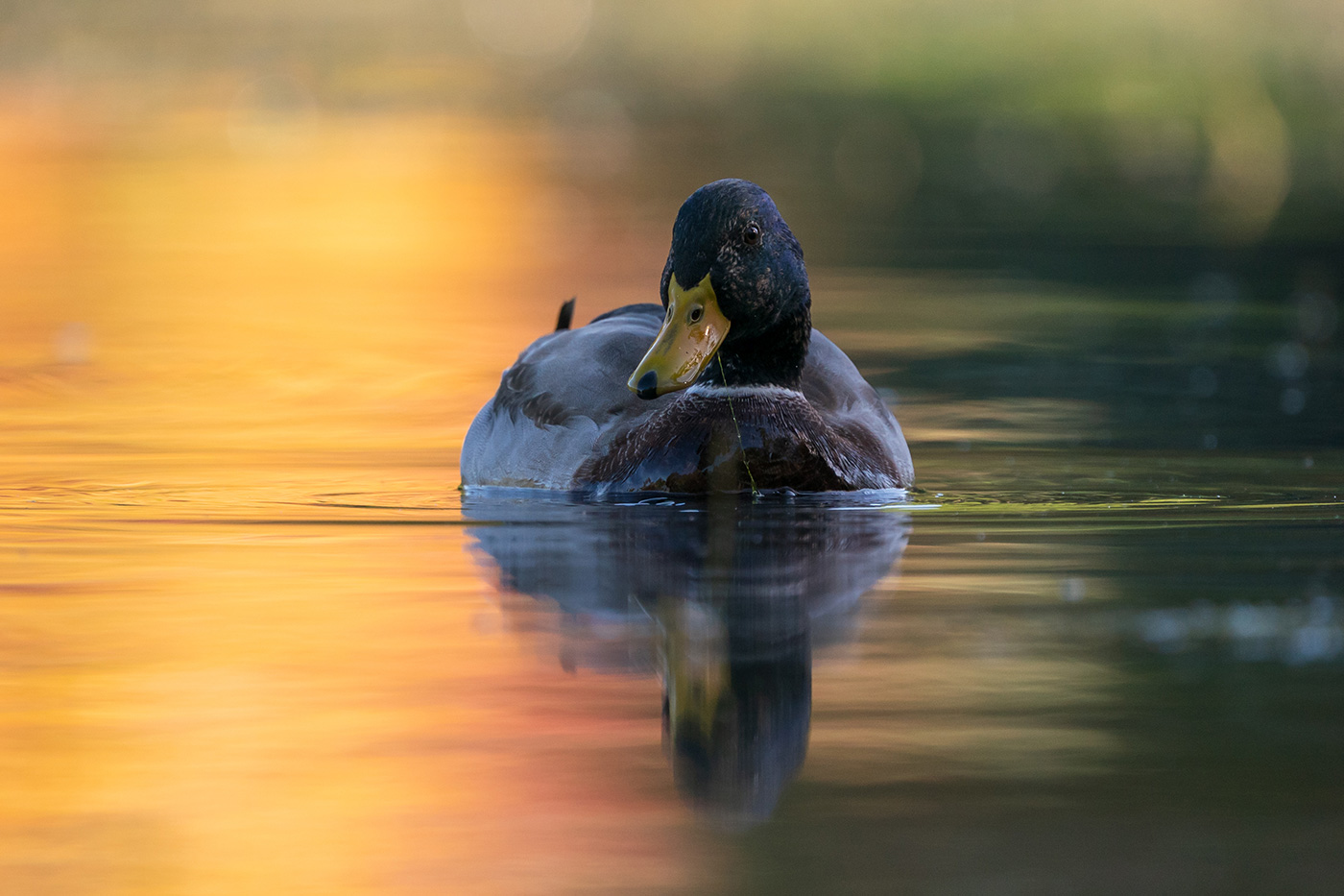 Sample 11 Mallard against golden autumn reflections at 600mm. Settings: 1/1000 sec. f/6.3. ISO 1600