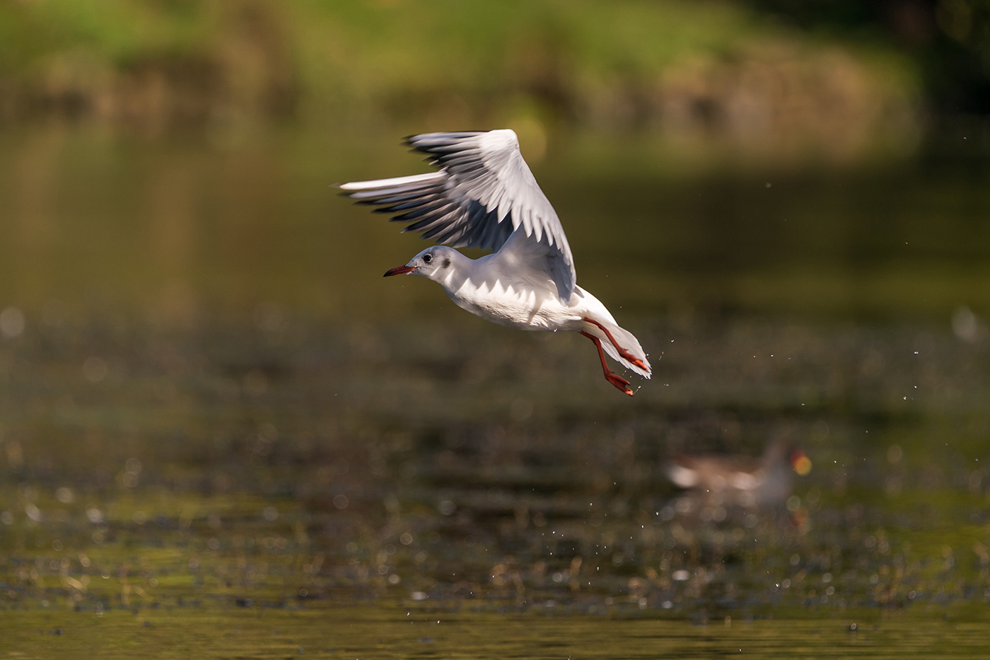 Sample 12 Cropped black-headed gull in flight at 600mm. Settings: 1/1000 sec. f/6.3. ISO 200