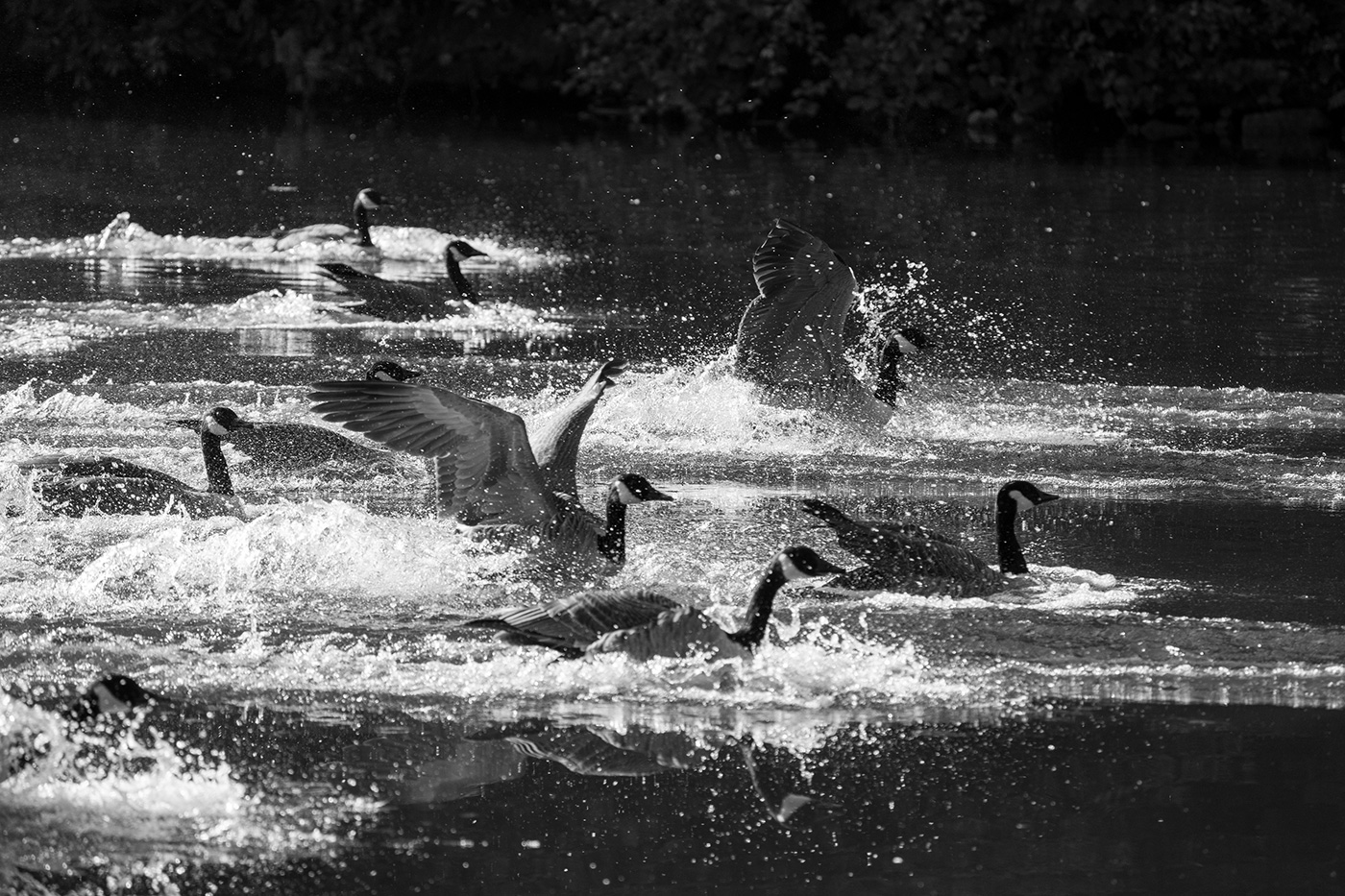 Sample 13 Migrating geese landing, with spray frozen in black and white at 600mm. Settings: 1/1000 sec. f/6.3. ISO 640
