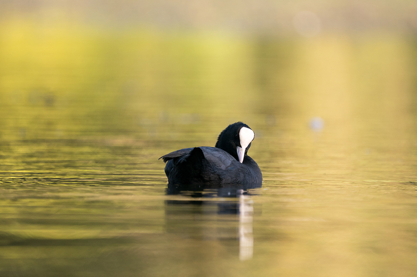 Sample 14 A quiet moment with soft autumn light at 600mm. Settings: 1/1000 sec. f/6.3. ISO 1250