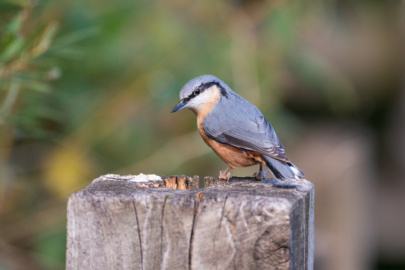 Sample 01 Nuthatch on a post at 600mm with A9 II. Settings: 1/500 sec. f/6.3. ISO 1250
