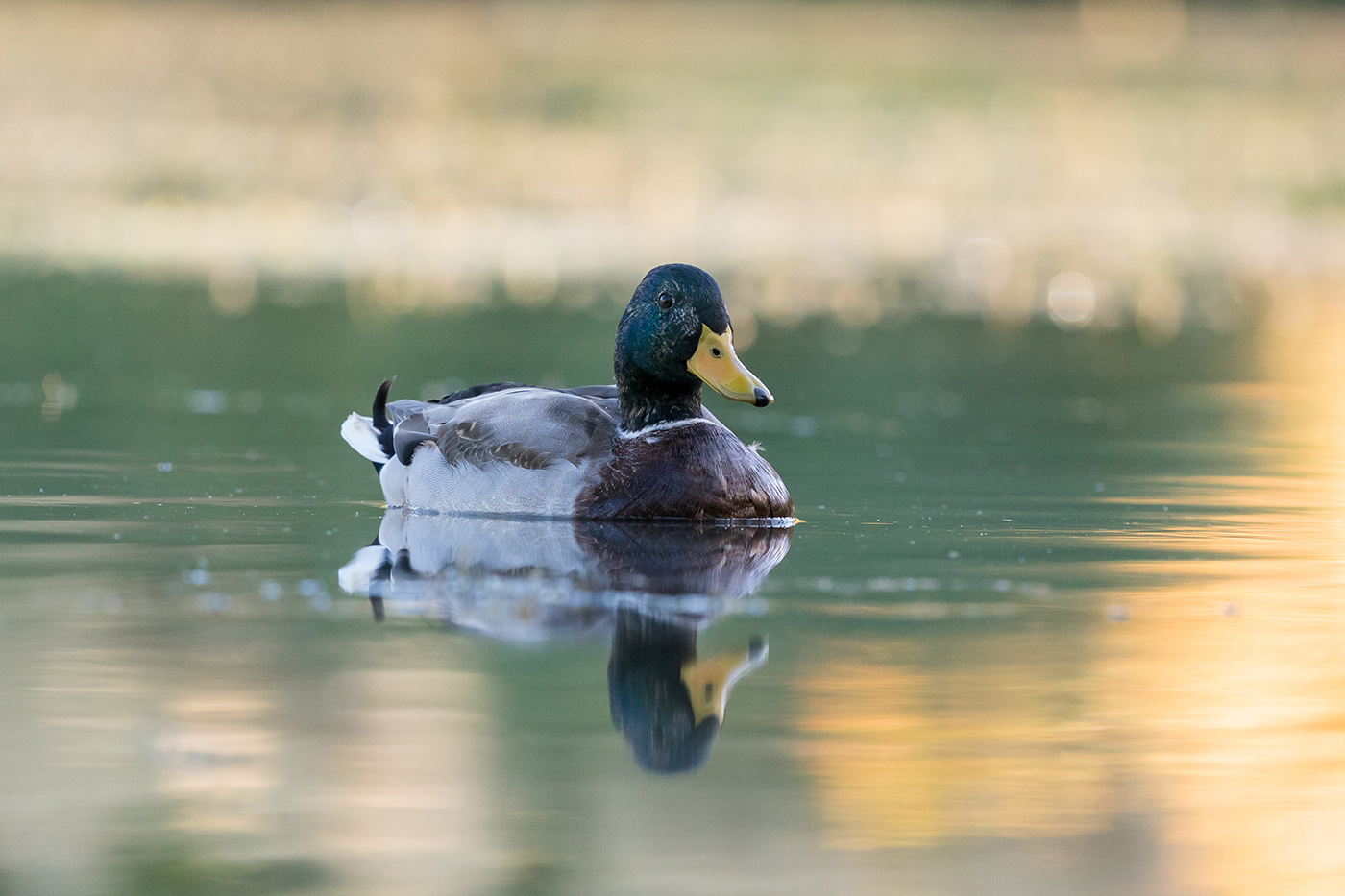 Sample 02 Mallard drake with reflection at 456mm with A9 II. Settings: 1/1000 sec. f/6.3. ISO 3200