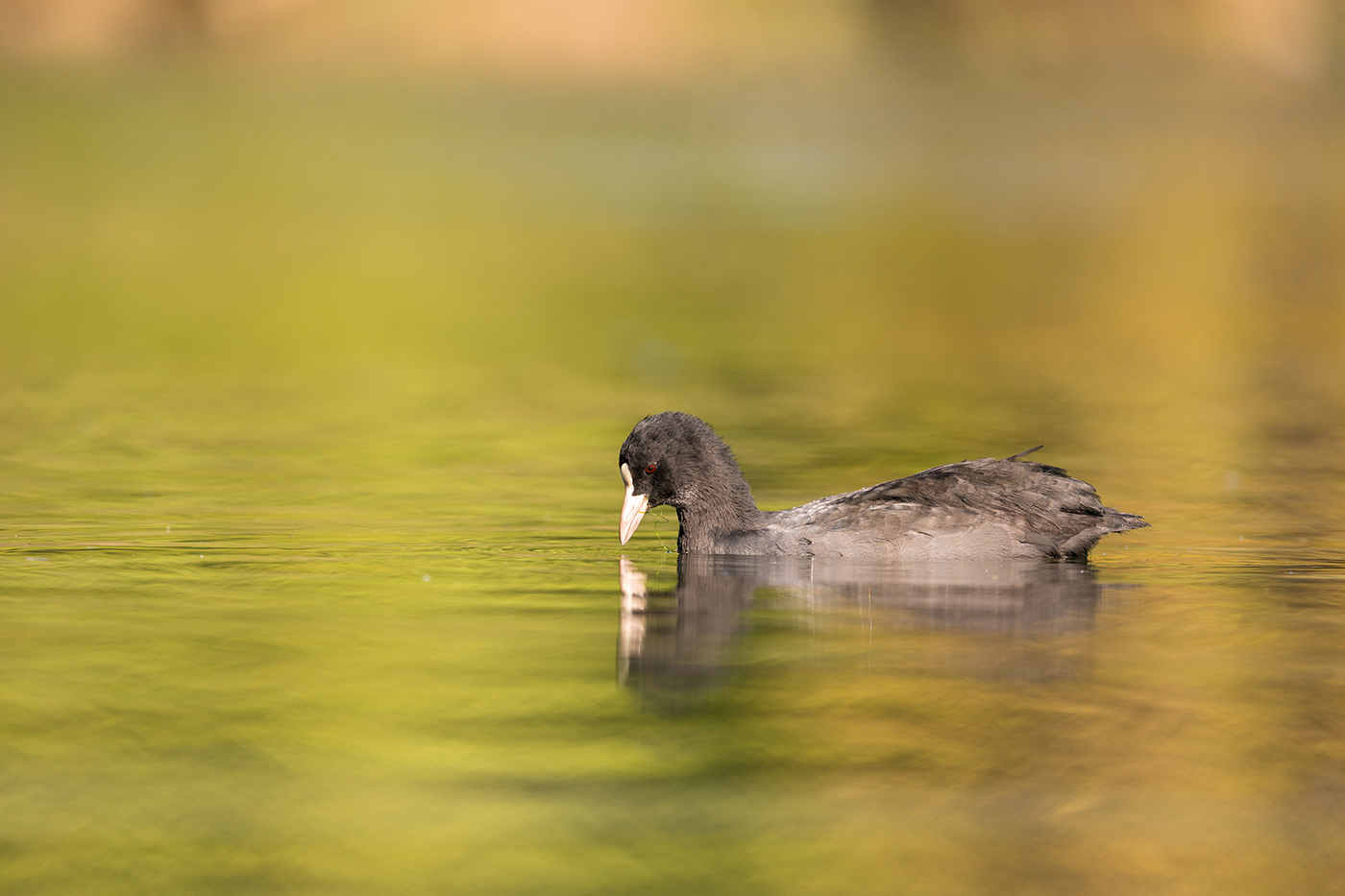 Sample 03 Coot with golden reflections at 600mm with A9 II. Settings: 1/1000 sec. f/6.3. ISO 640