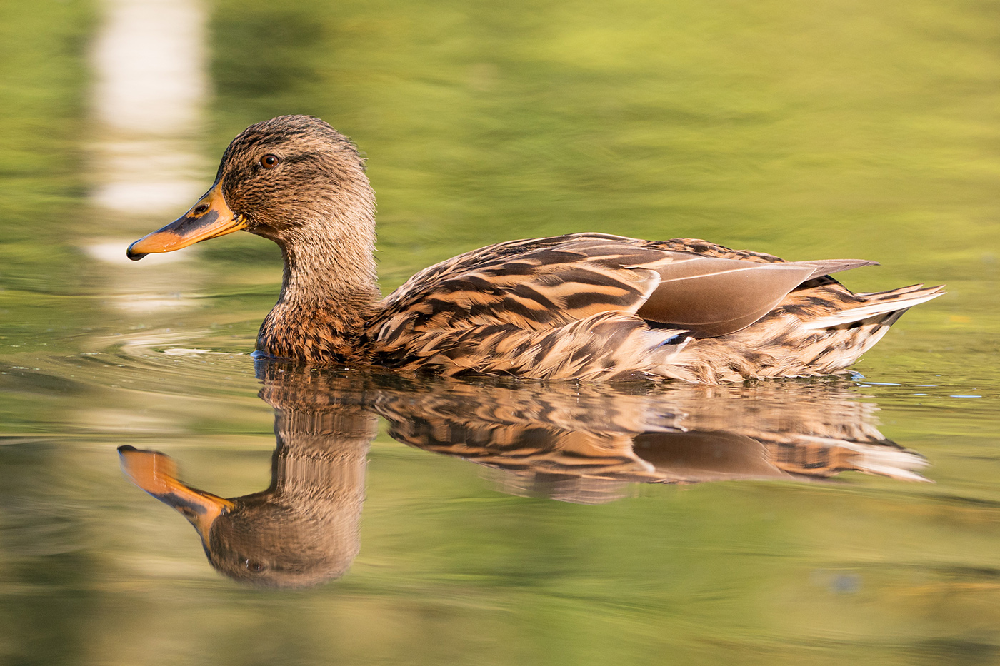 Sample 04 Female mallard with reflections at 318mm with A9 II. Settings: 1/1000 sec. f/6.3. ISO 1000