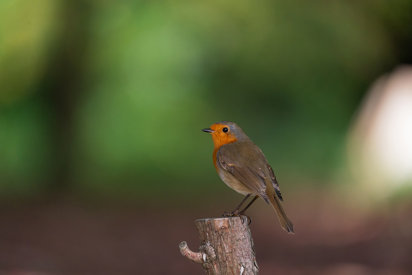 Sample 05 Robin on wooden post at 600mm with A9 II. Settings: 1/1000 sec. f/6.3. ISO 2500