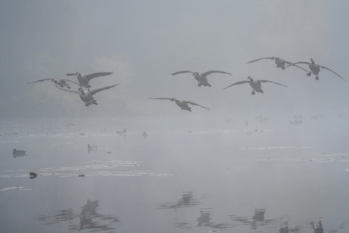 Sample 06 Geese flying through mist at 200mm with A7R V. Settings: 1/1000 sec. f/7.1. ISO 800