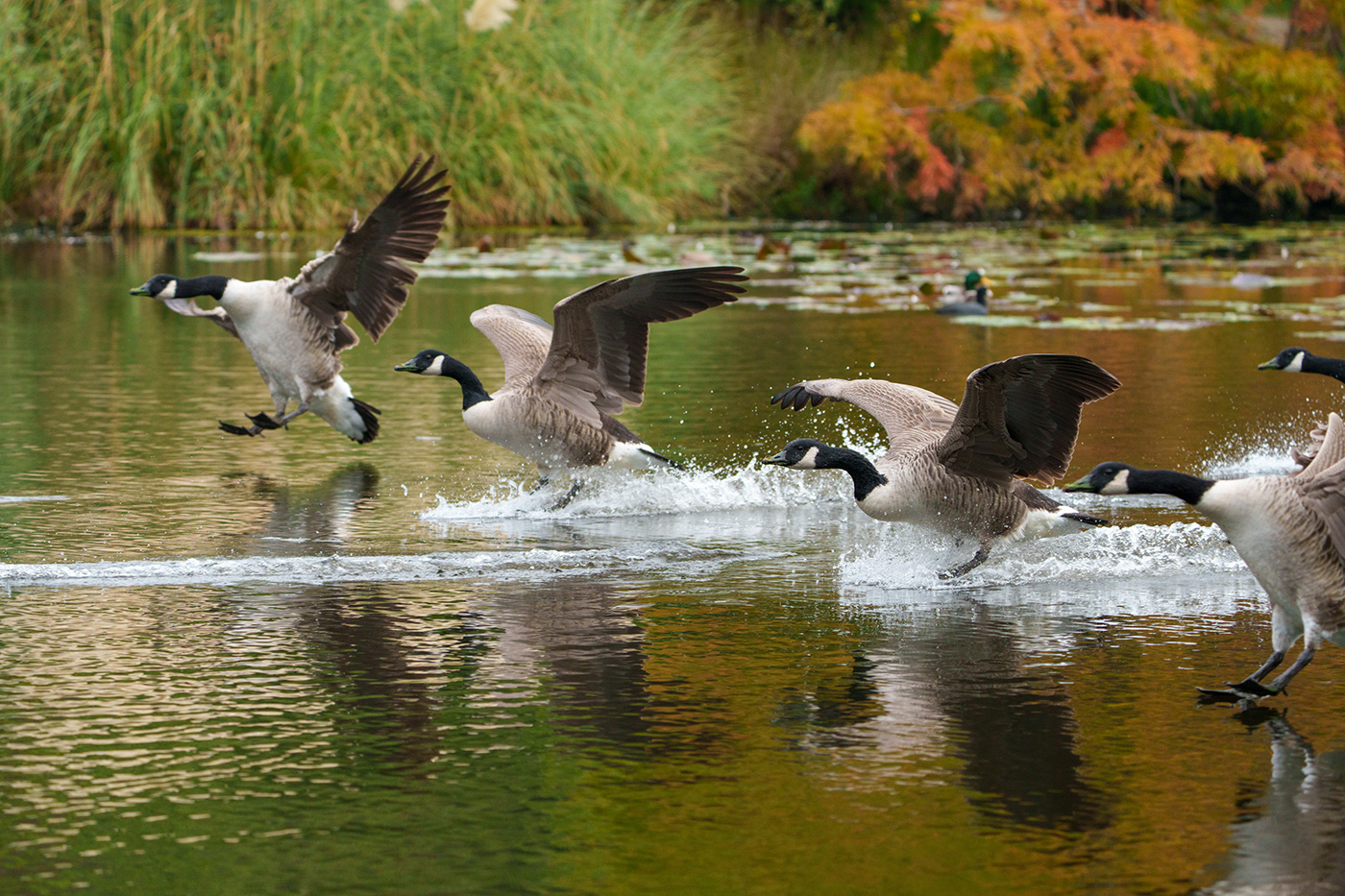 Sample 07 Geese coming in to land @ 200mm with A7R V. Settings: 1/1000 sec. f/7.1. ISO 800