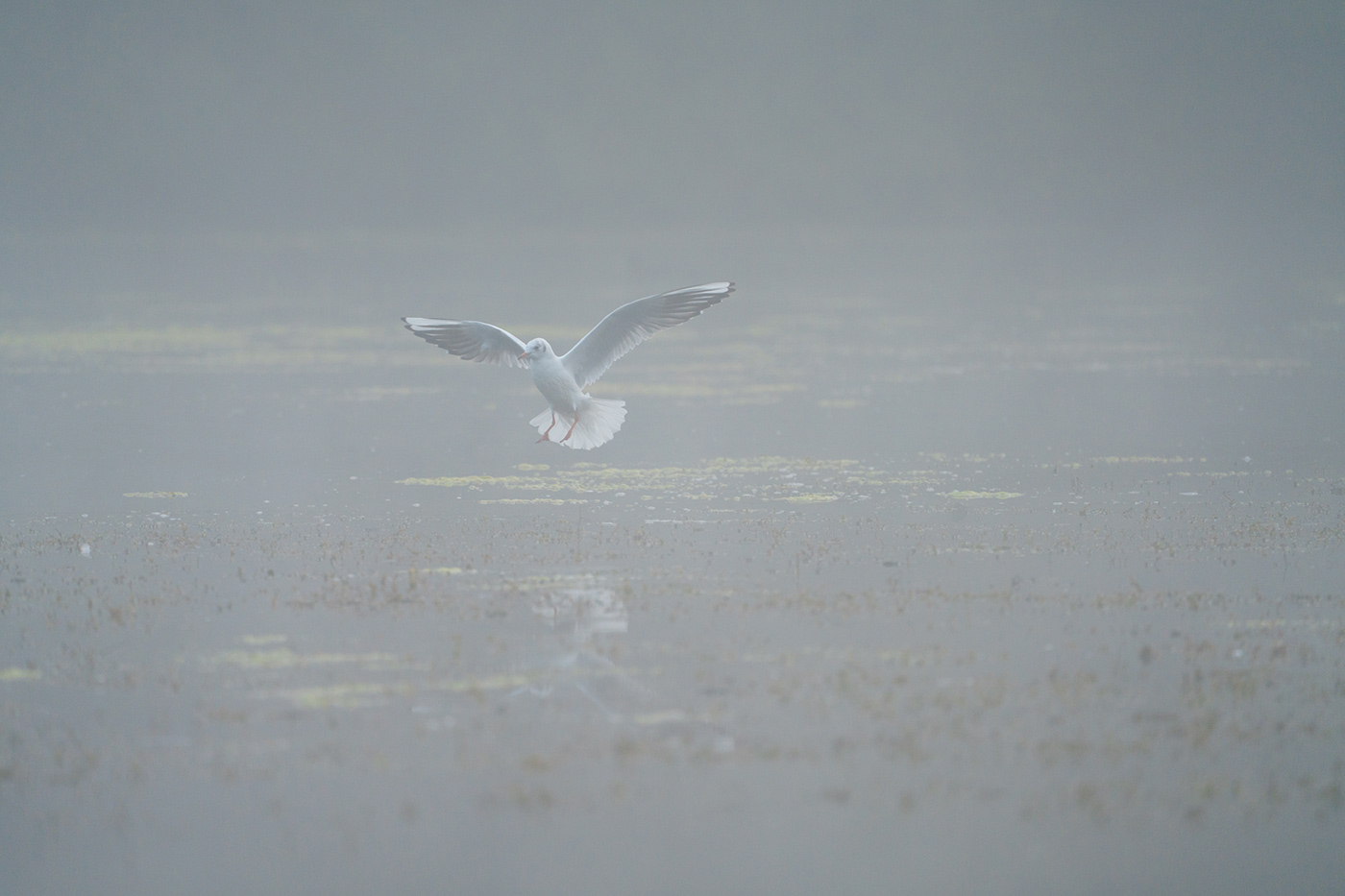Sample 08 Gull landing in mist at 600mm with A7R V. Settings: 1/1000 sec. f/6.3. ISO 800