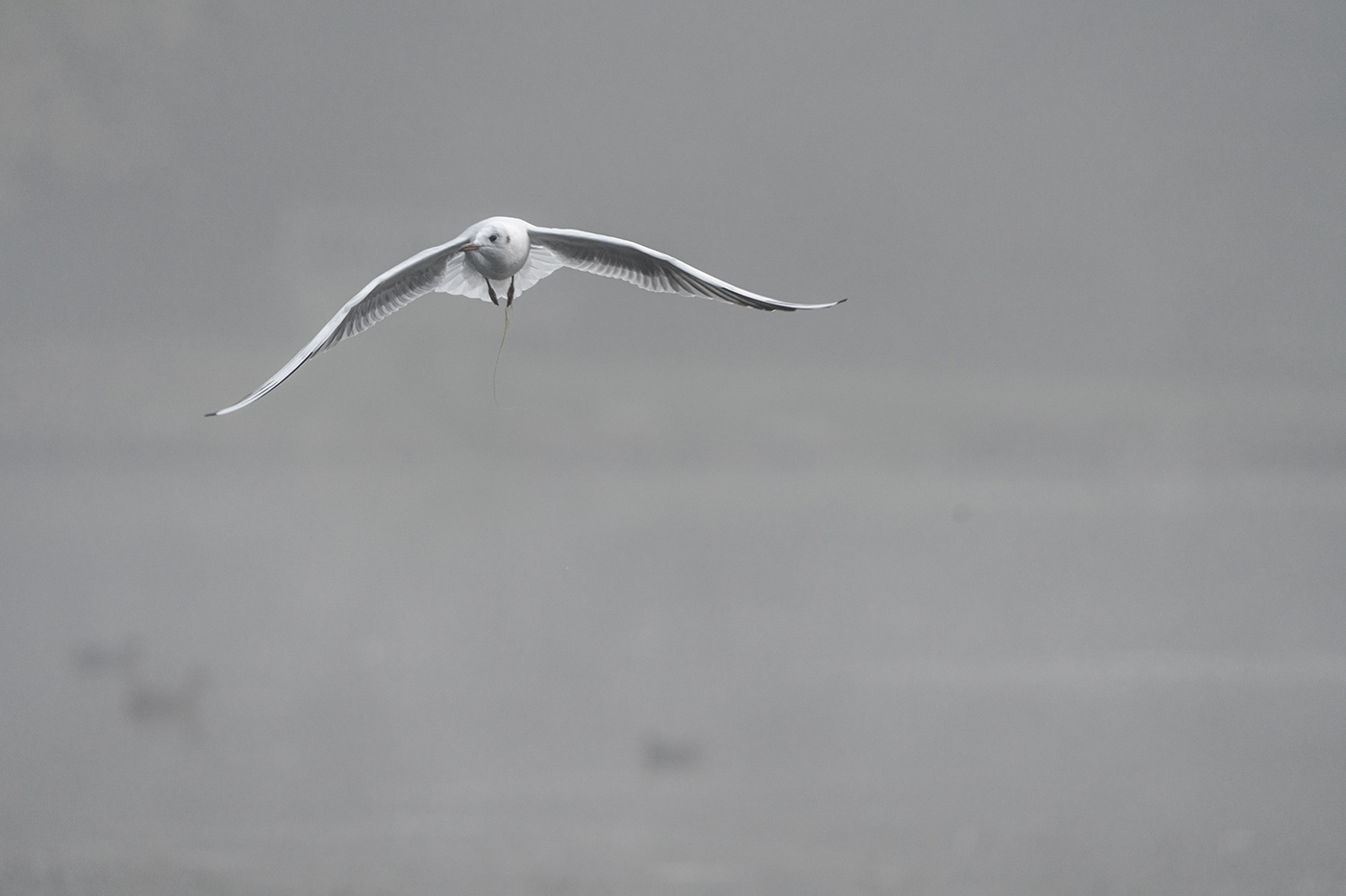Sample 09 Gull flying head-on through mist at 411mm with A7R V. Settings: 1/1000 sec. f/6.3. ISO 800