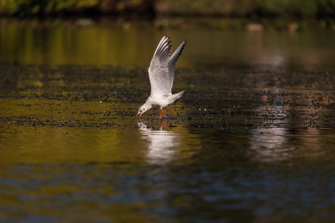 Sample 10 Gull feeding on the water at 600mm with A9 II. Settings: 1/1250 sec. f/6.3. ISO 160