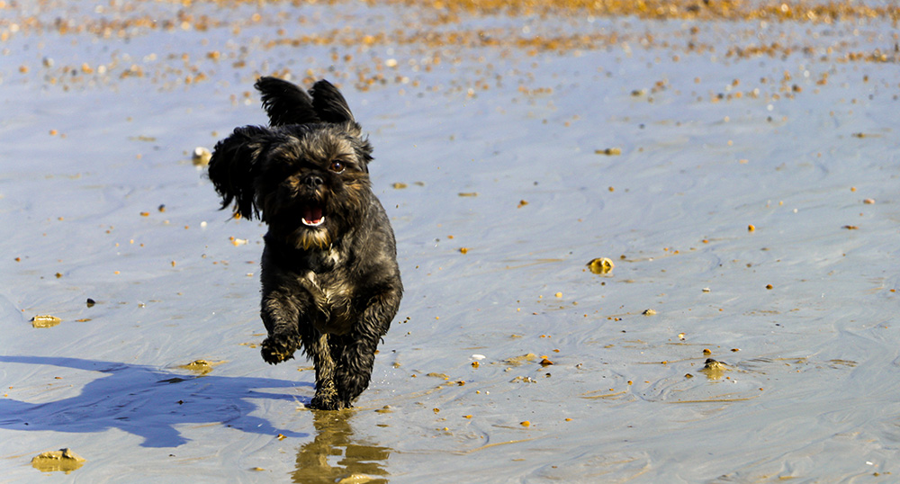 Photo of running dog on beach