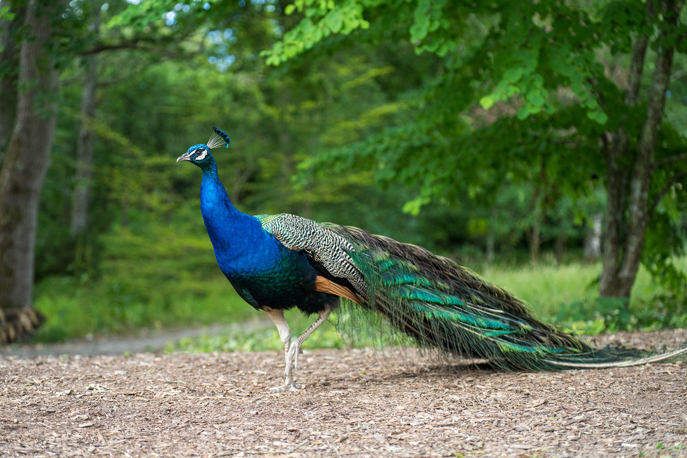 Sample 01 Free-roaming peacock @60mm. Camera settings: 1/500 sec. f/2.8. ISO 800