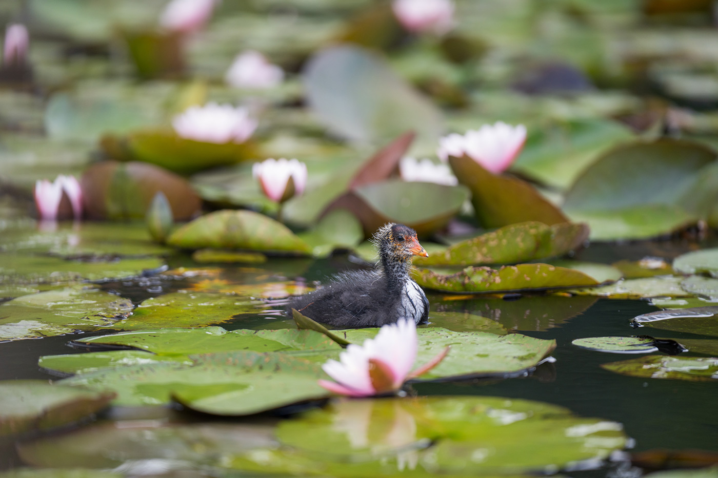 Sample 02 Juvenile Eurasian Coot swimming among water lilies @180mm. Camera settings: 1/500 sec. f/2.8. ISO 320