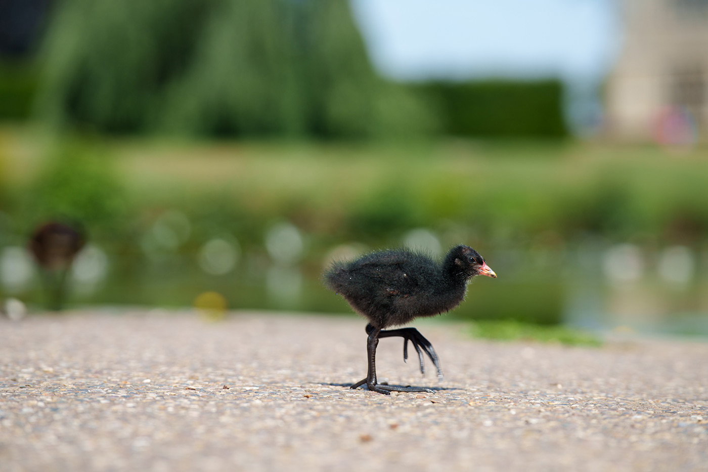 Sample 05 Common Moorhen chick @152mm. Camera settings: 1/500 sec. f/4.5. ISO 125