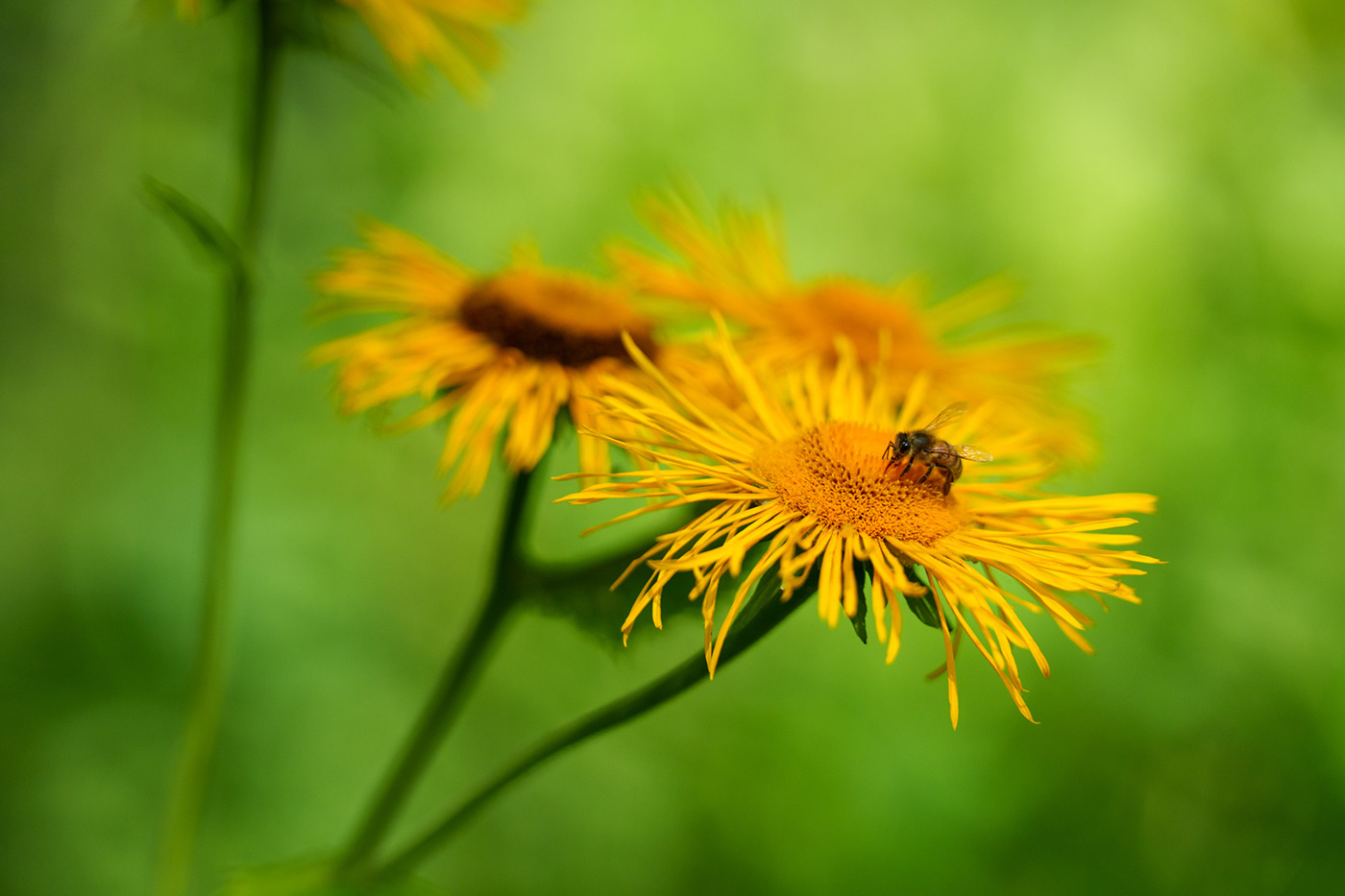 Sample 06 Elecampane with bee @180mm. Camera settings: 1/1000 sec. f/4. ISO 800