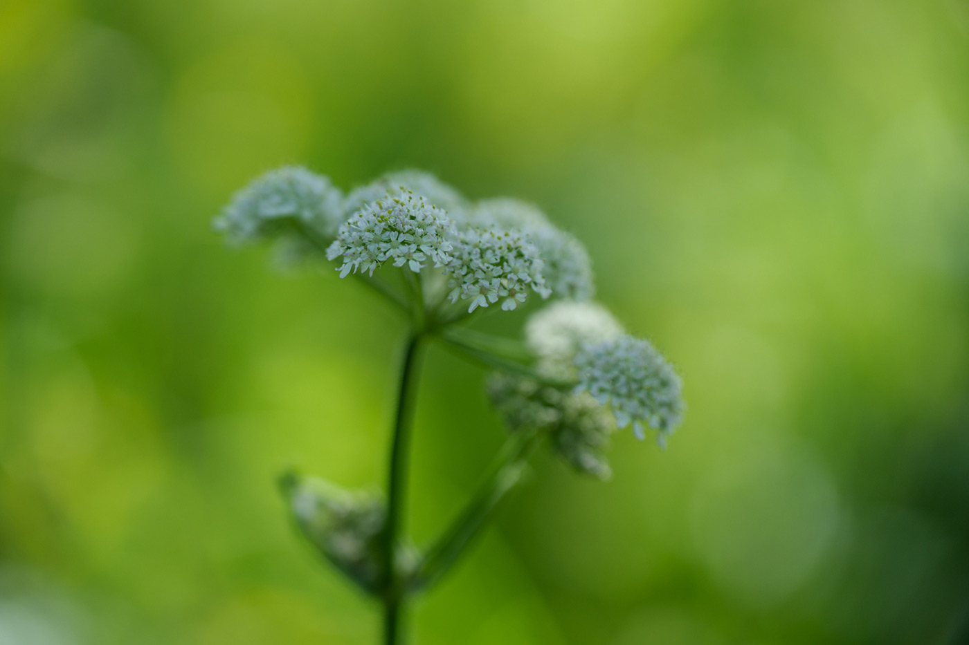 Sample 08 Hemlock water dropwort @109mm. Camera settings: 1/500 sec. f/2.8. ISO 200