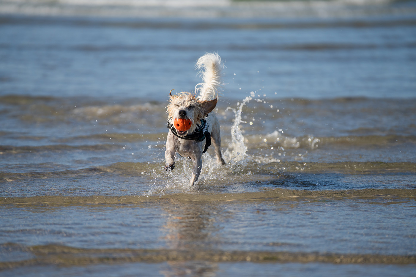 Sample 09 Terrier mix running at the beach @157mm. Camera settings: 1/1250 sec. f/2.8. ISO 100